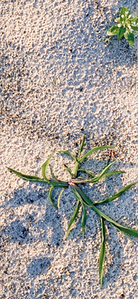 Pflanze im Sand